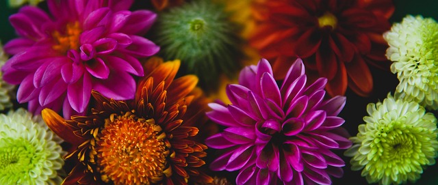 主帅安切洛 主帅安切洛