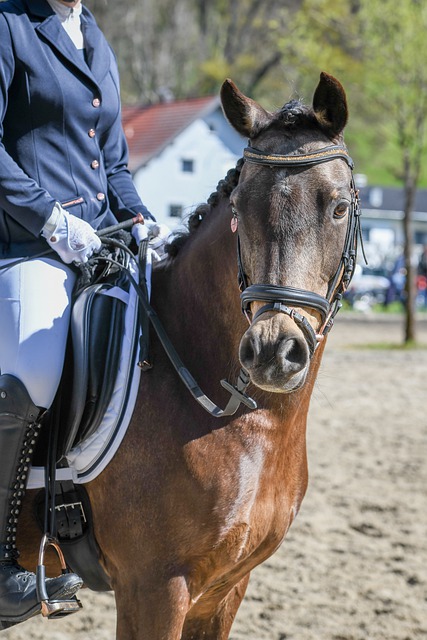 本賽季西區 本賽季西區